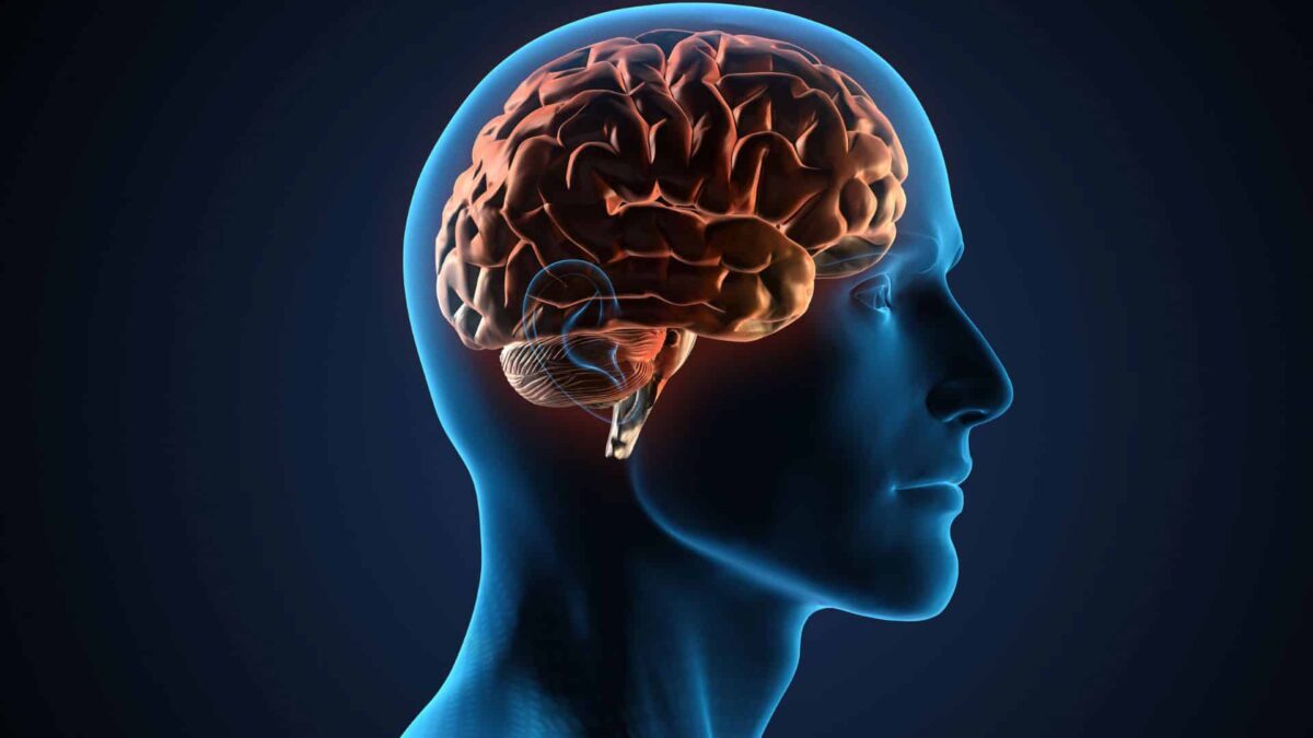 อะไรทำให้สมองของมนุษย์แตกต่าง? PlatoBlockchain ข้อมูลอัจฉริยะ ค้นหาแนวตั้ง AI.