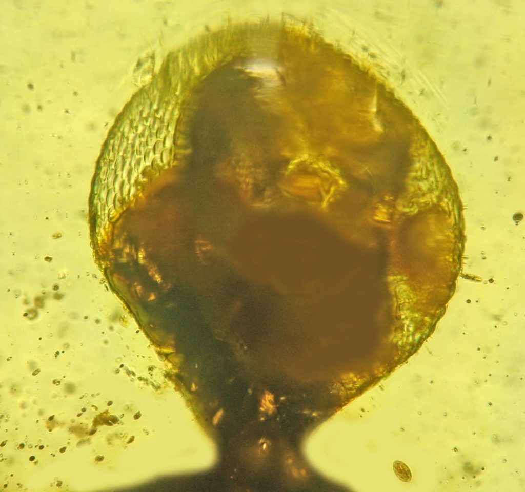 Paleotanyrhina exophthalma