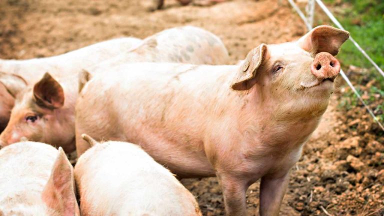 미국 당국, '돼지 도살' 암호화 사기가 놀라울 정도로 대중화되고 있다고 경고