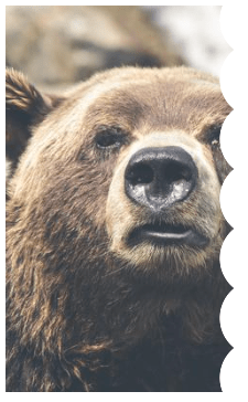 Une photo d'ours brun avec un motif ondulé pour la bordure droite.
