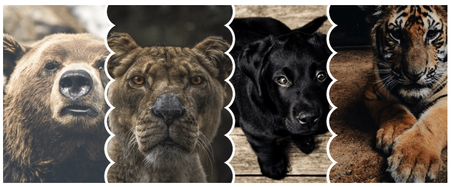 La grille complète de photos d'animaux sauvages avec toutes les bordures correctes et les espaces entre les images.