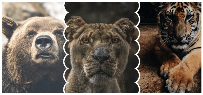Uma grade de linha única de três fotos de animais selvagens com bordas onduladas onde a última imagem é um elemento ímpar.