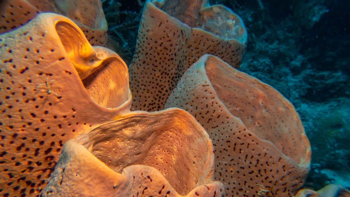 Miếng bọt biển hắt hơi chất nhầy mà các động vật khác ăn PlatoBlockchain Data Intelligence. Tìm kiếm dọc. Ái.