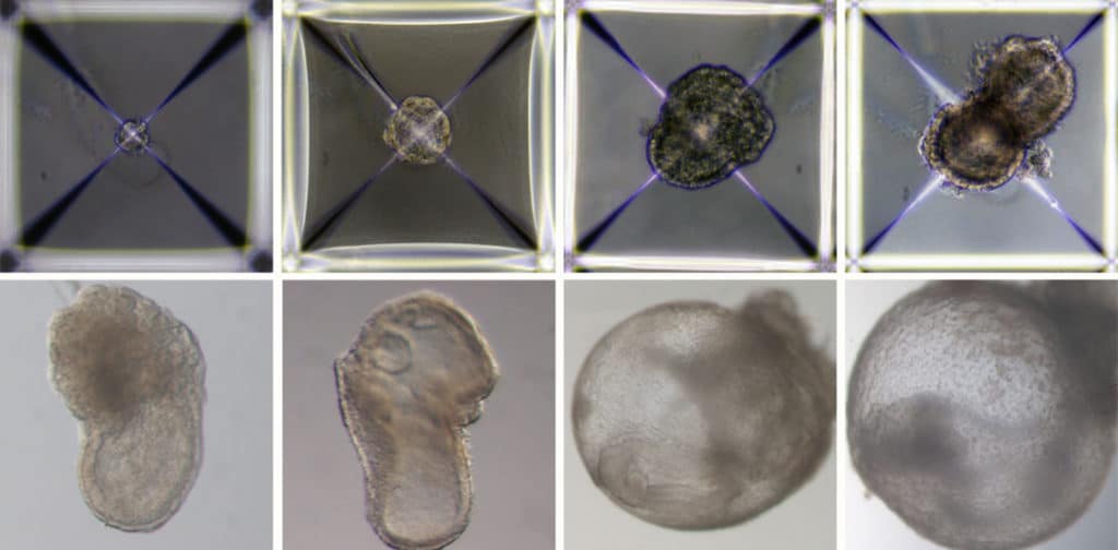 embrio sintetis