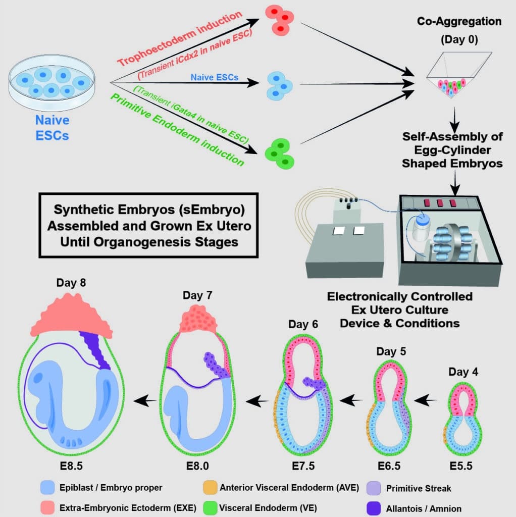 modelos de embriões de camundongos sintéticos em crescimento