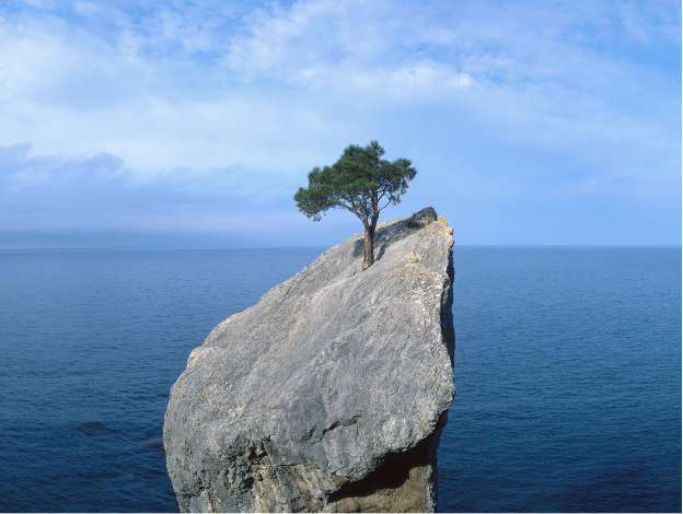 bir kayanın içinden büyüyen ağaç