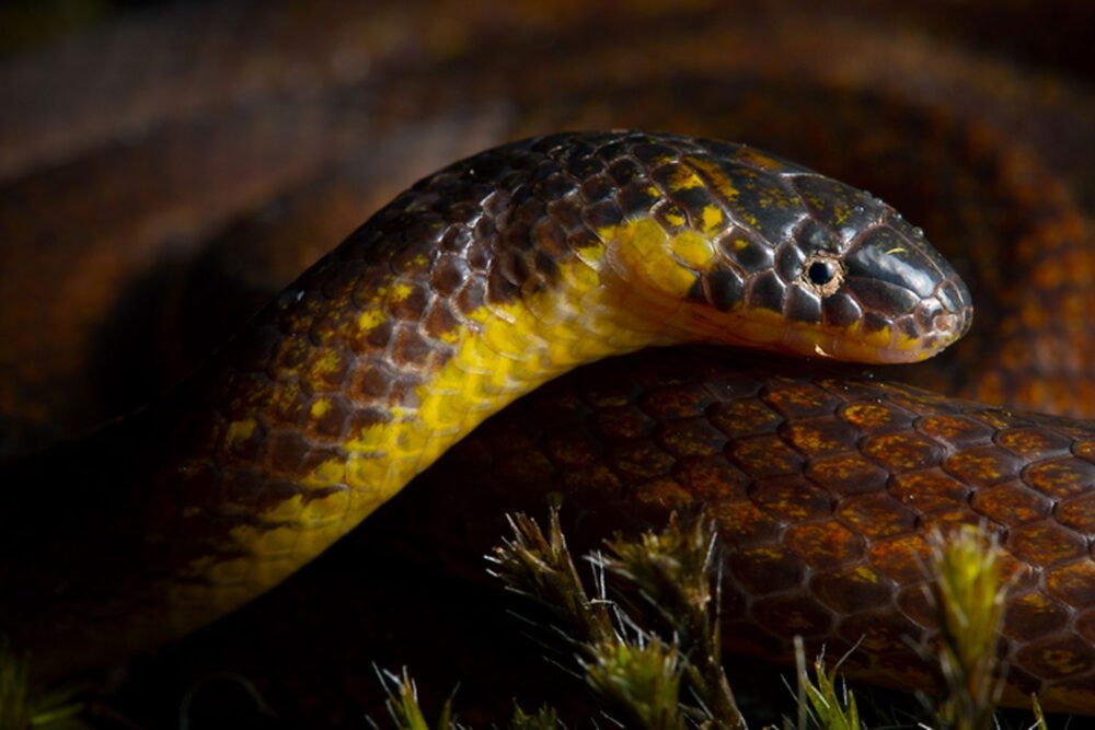 Tiga spesies baru ular Cryptozoic ditemukan di bawah kuburan dan gereja di Ekuador PlatoBlockchain Data Intelligence. Pencarian Vertikal. Ai.