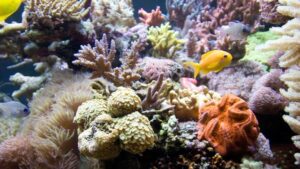 Vinkende koraller synkroniseres etter temperatur og lysforhold PlatoBlockchain Data Intelligence. Vertikalt søk. Ai.