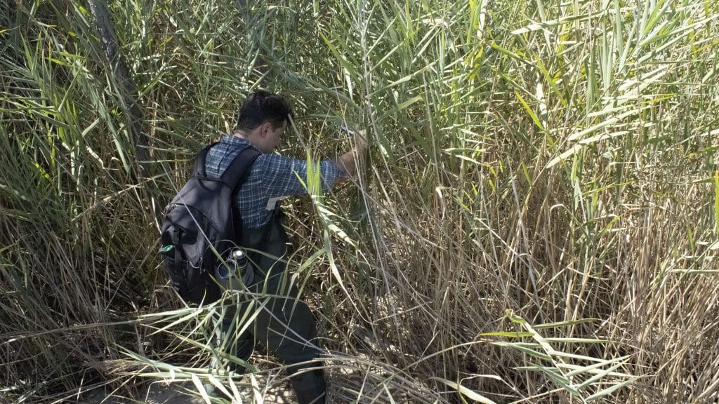 Le chercheur de l'État de Caroline du Nord, Marcelo Ardón, traverse la végétation pour atteindre le rivage.
