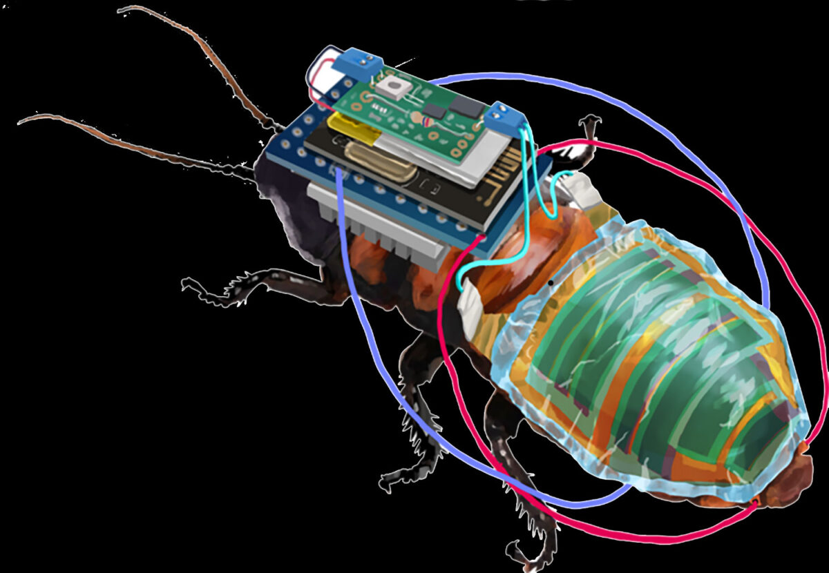 Esittelyssä Robo-bug, ladattava, kauko-ohjattava kyborgi torakka PlatoBlockchain Data Intelligence. Pystysuuntainen haku. Ai.