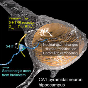 En ny type synapse oppdaget i nevronenes bittesmå hår PlatoBlockchain Data Intelligence. Vertikalt søk. Ai.
