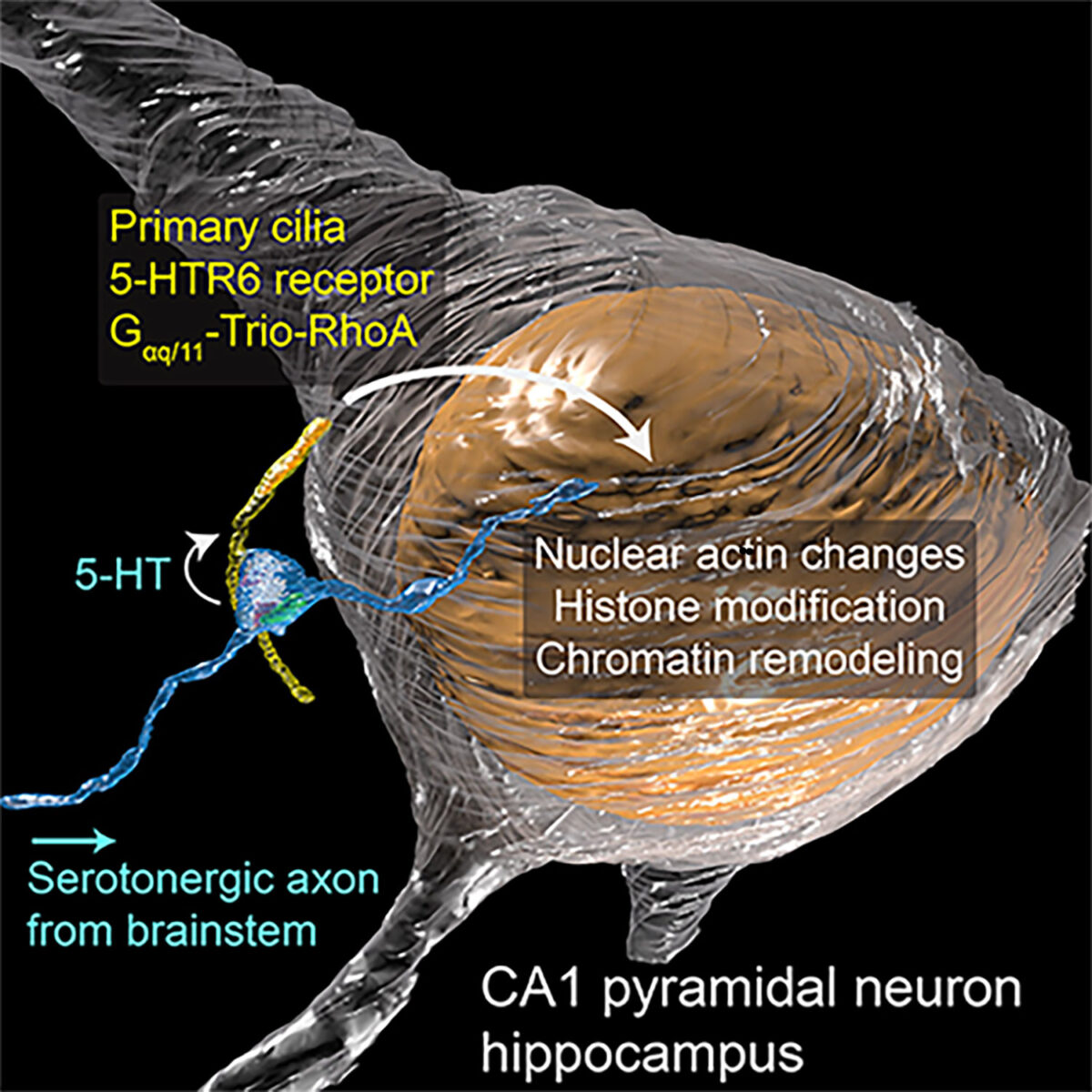 En ny type synapse oppdaget i nevronenes bittesmå hår PlatoBlockchain Data Intelligence. Vertikalt søk. Ai.