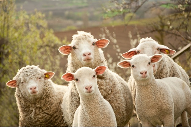 kuullut lampaista