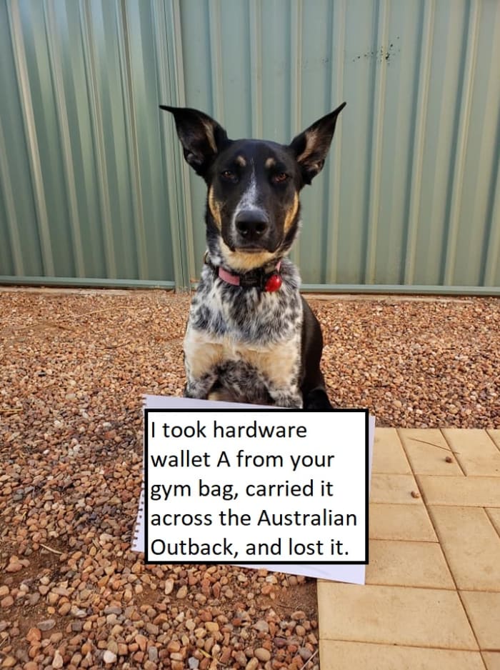 el perro bitcoin desenterró tus llaves