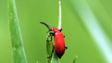 تكافح الحشرات للتكيف مع درجات الحرارة القصوى PlatoBlockchain Data Intelligence. البحث العمودي. عاي.