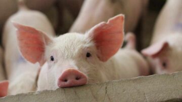 Yhdysvaltain osavaltio on määrännyt salauksen jäädyttämistä sikojen teurastamishuijauksen pörssissä PlatoBlockchain Data Intelligencen murskauksessa. Pystysuuntainen haku. Ai.