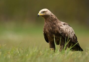Now's your chance, AI, to do good. Protect endangered eagles from wind turbines PlatoBlockchain Data Intelligence. Vertical Search. Ai.