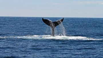 Speciale bloedvaten in walvishersenen kunnen hen beschermen tegen schade PlatoBlockchain Data Intelligence. Verticaal zoeken. Ai.