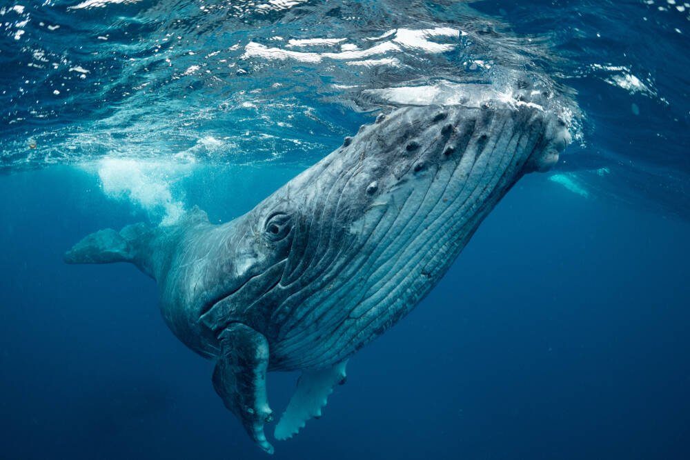 Save the whales – with, uh, artificial intelligence? PlatoBlockchain Data Intelligence. Vertical Search. Ai.