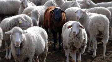 Mathematics of sheep flocking, slime study could reduce vehicle drag, edible QR codes PlatoAiStream Data Intelligence. Vertical Search. Ai.