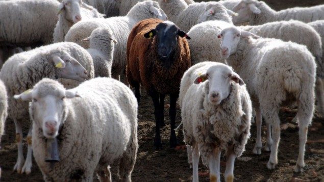 Matemática do rebanho de ovelhas, estudo de limo pode reduzir o arrasto do veículo, códigos QR comestíveis PlatoBlockchain Data Intelligence. Pesquisa vertical. Ai.