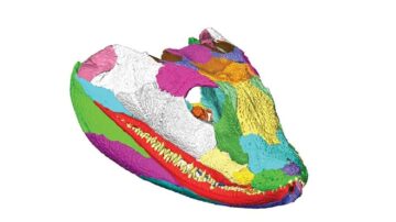 Ichthyosaurs ژوراسیک منابع غذایی را برای همزیستی تقسیم کردند، بر روی هوش داده PlatoBlockchain مطالعه کردند. جستجوی عمودی Ai.