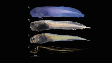 अटाकामा ट्रेंच प्लेटोब्लॉकचेन डेटा इंटेलिजेंस में गहरे समुद्र में मछली की एक नई प्रजाति की खोज की गई। लंबवत खोज. ऐ.