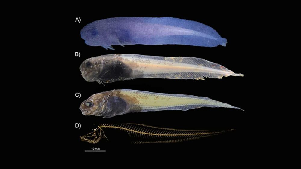 O nouă specie de pești de adâncime descoperită în Atacama Trench PlatoBlockchain Data Intelligence. Căutare verticală. Ai.