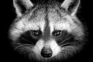 US Charges Ukrainian National for Alleged Involvement in Raccoon Stealer Malware Campaign PlatoBlockchain Data Intelligence. Vertical Search. Ai.