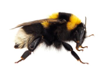 Bumblebee pahavara laadija kasulikud koormused varieeruvad ohvrisüsteemi PlatoBlockchain andmeanalüüsi järgi märkimisväärselt. Vertikaalne otsing. Ai.