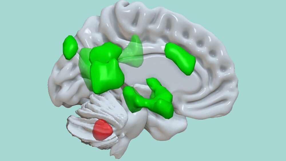 Forskare upptäckte en ny funktion av cerebellum PlatoBlockchain Data Intelligence. Vertikal sökning. Ai.