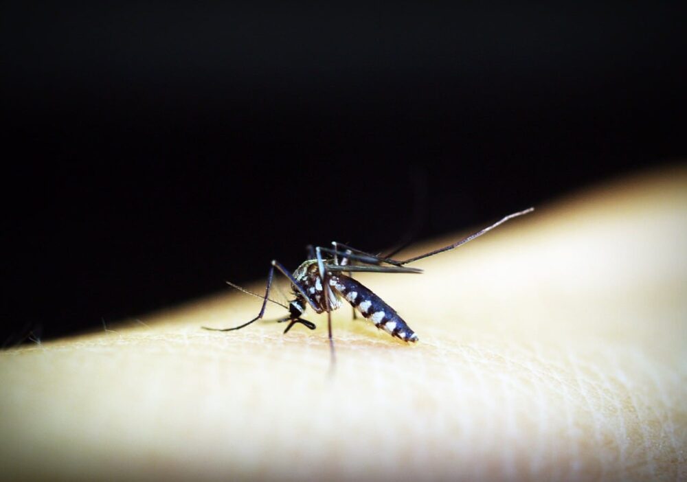 转基因蚊子有助于减缓疟疾传播的增长 PlatoBlockchain 数据智能。 垂直搜索。 人工智能。