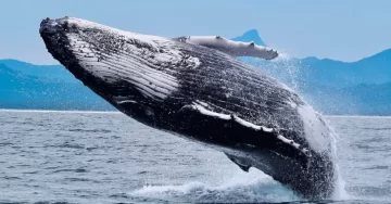 Whales Go Long On Bitcoin, Crypto Market Predicted To Surge 2x Next Year PlatoBlockchain Data Intelligence. Vertical Search. Ai.