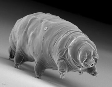 Hvordan overlever tardigrader frostgrader? PlatoBlockchain Data Intelligence. Lodret søgning. Ai.