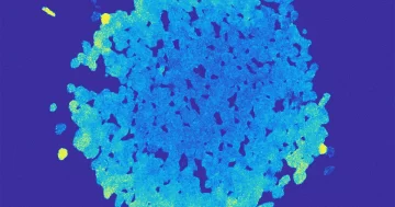 Havbakterier avslører en uventet flercellet form PlatoBlockchain-dataintelligens. Vertikalt søk. Ai.