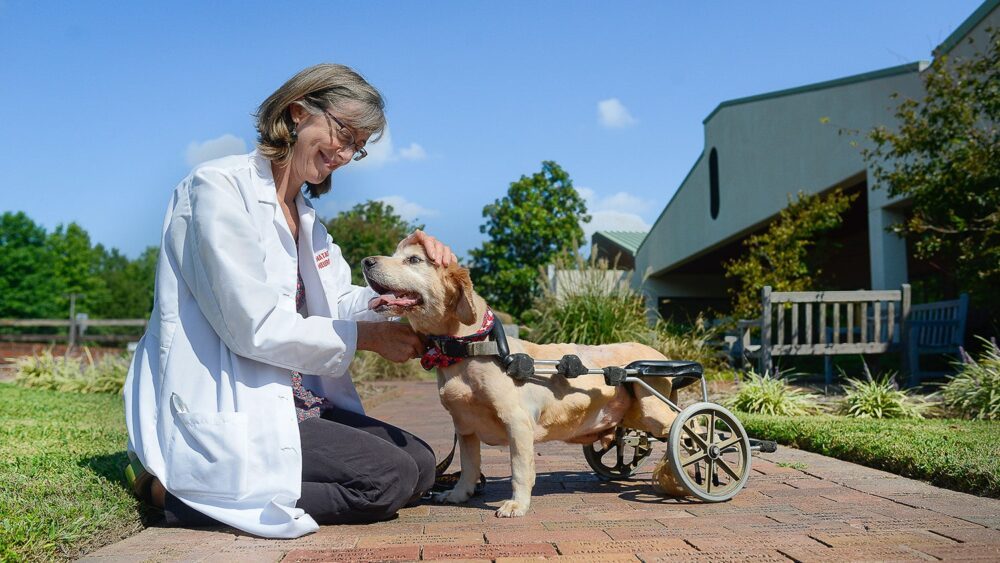 Natasha Olby klappar en hund som bär en enhet med hjul för att hjälpa den att gå.