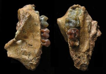 اكتشف العلماء أقدم أحفورة جيبون لذكاء بيانات PlatoBlockchain. البحث العمودي. منظمة العفو الدولية.