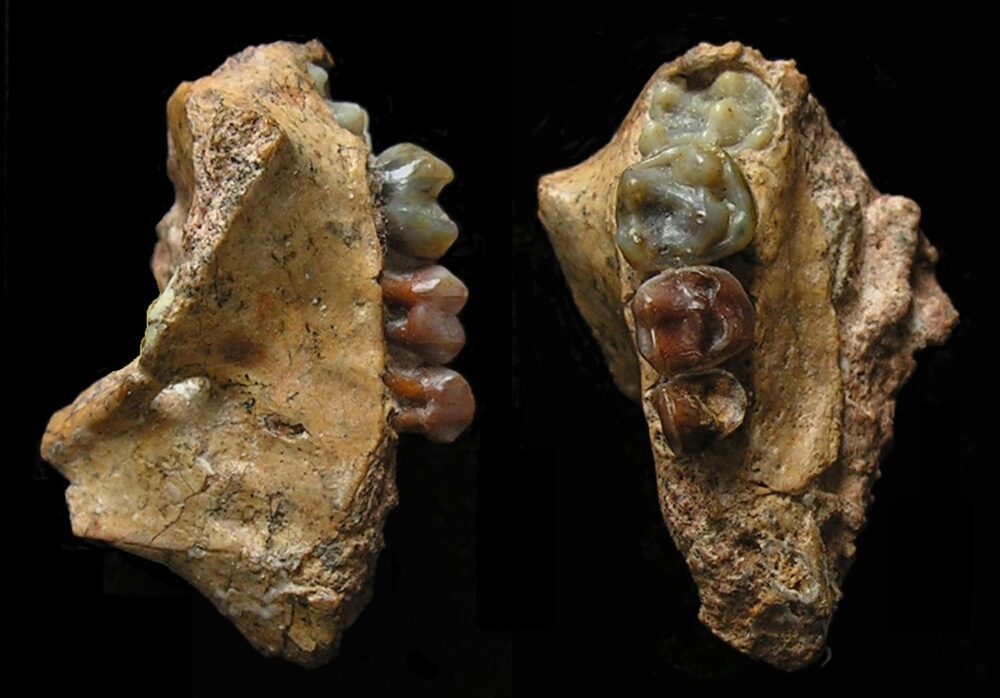 Les scientifiques ont découvert le premier fossile de gibbon PlatoBlockchain Data Intelligence. Recherche verticale. Aï.