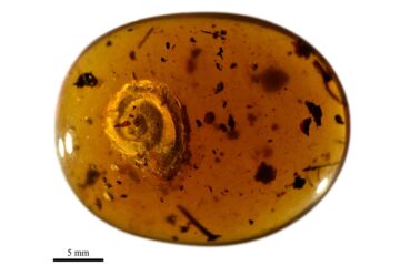 Siput berbulu ditemukan di dalam plat amber PlatoBlockchain Data Intelligence yang berusia 99 juta tahun. Pencarian Vertikal. Ai.