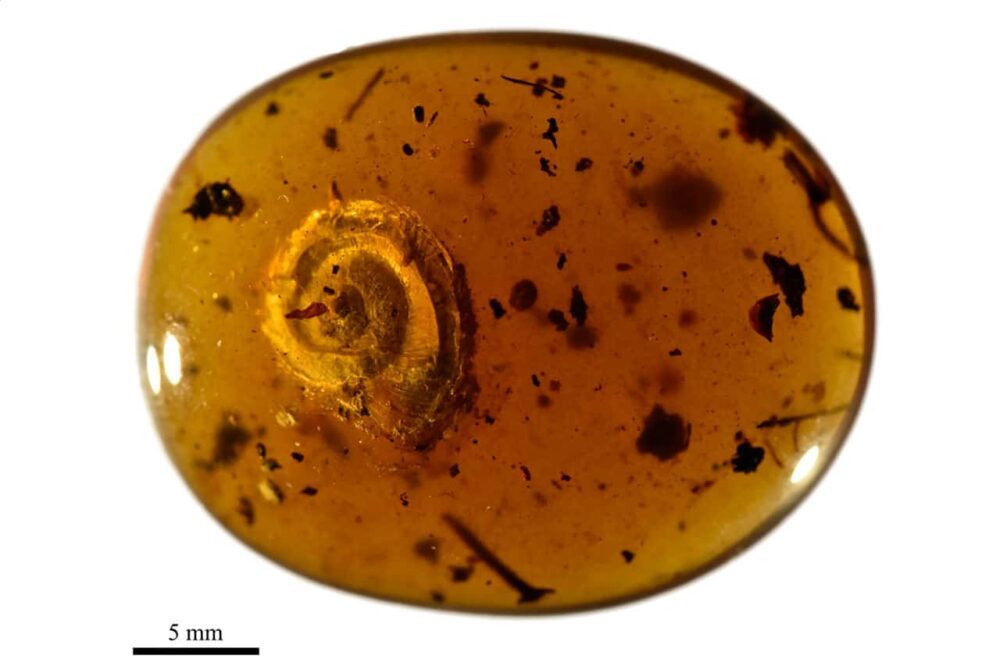 99만년 된 호박 플라토블록체인 데이터 인텔리전스 조각에서 털이 많은 달팽이가 발견되었습니다. 수직 검색. 일체 포함.