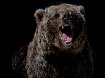 Bitcoin odnotowuje niski poziom rynku niedźwiedzia na poziomie 17,500 XNUMX USD, czy to był dno? Analiza danych PlatoBlockchain. Wyszukiwanie pionowe. AI.