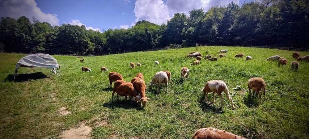 夏の野原で放牧されている羊
