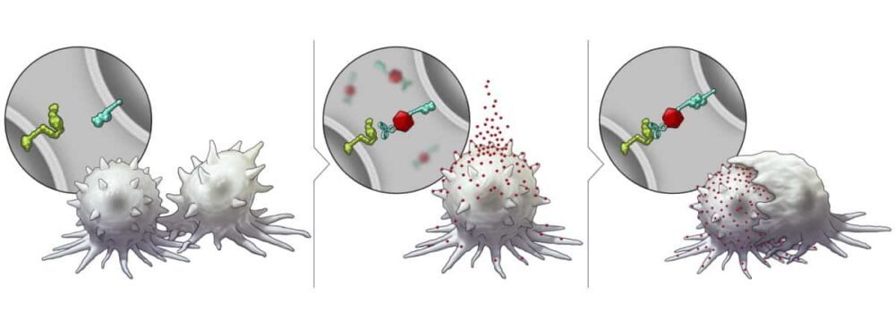 Nanoteknologiplattform sensibiliserar cancerceller för immunterapi PlatoBlockchain Data Intelligence. Vertikal sökning. Ai.