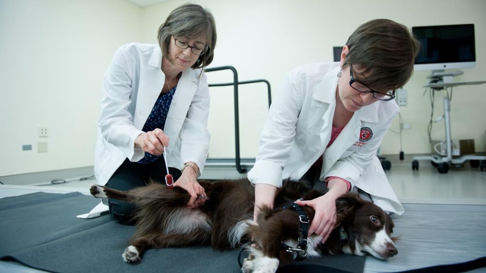 Memelopori perawatan yang lebih baik untuk anjing tua – dan pemiliknya – adalah misi PlatoBlockchain Data Intelligence dari profesor NC State. Pencarian Vertikal. Ai.