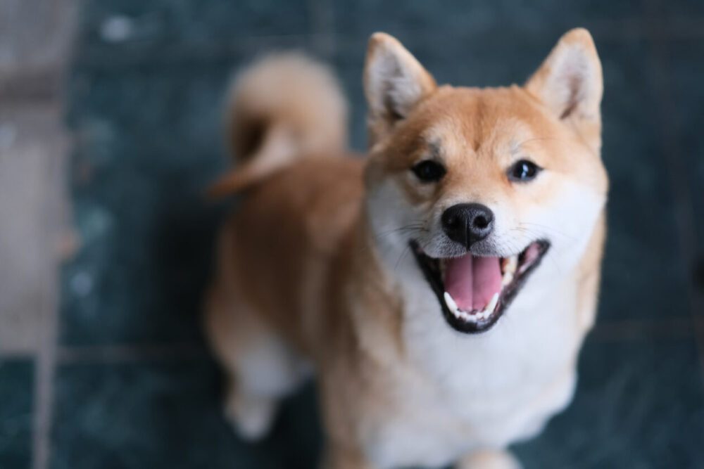 Markets: Bitcoin, Ether inch up; Shiba Inu leads rise across top 10 cryptos PlatoBlockchain Data Intelligence. Vertical Search. Ai.