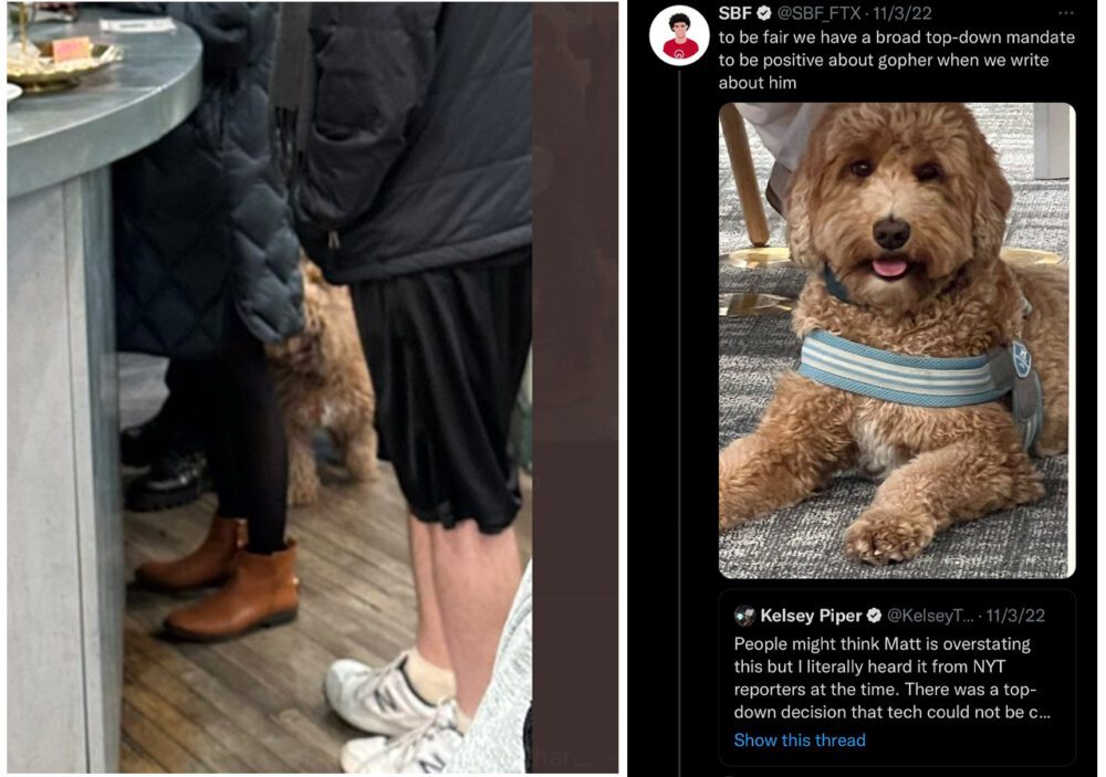 Alameda Research の CEO である Caroline Ellison がマンハッタンのコーヒー ショップで FTX 犬の 'Gopher' と一緒にいるところを目撃されたと伝えられています