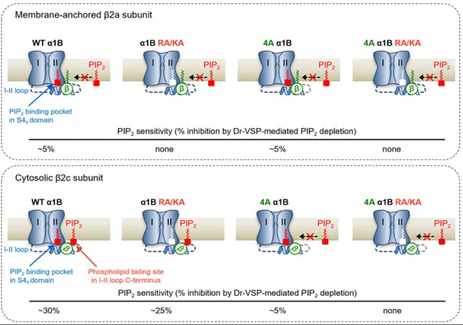 Scientists identified the regulation mechanism of calcium channels PlatoBlockchain Data Intelligence. Vertical Search. Ai.