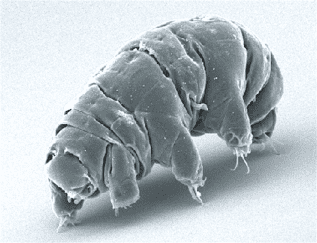 SEM-afbeelding van een tardigrade