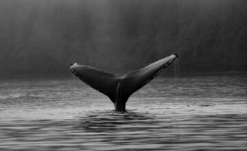 Signal haussier Bitcoin : le ratio d'échange de baleines diminue fortement l'intelligence des données PlatoBlockchain. Recherche verticale. Aï.