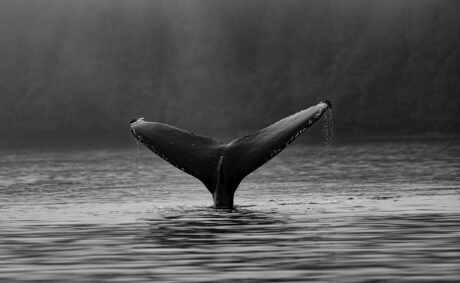 Signal haussier Bitcoin : le ratio d'échange de baleines diminue fortement l'intelligence des données PlatoBlockchain. Recherche verticale. Aï.